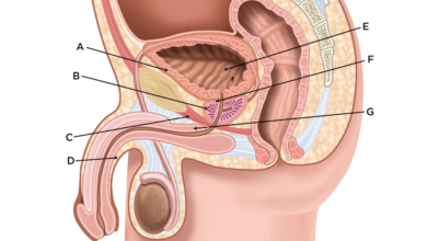 male urinary system