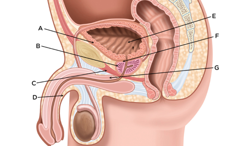 male urinary system