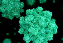 Norovirus