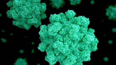 Norovirus