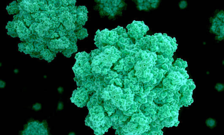 Norovirus